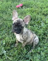 Cocoa, a female French Bulldog and Frenchton for sale in Frankfort, IN – 1 of 7