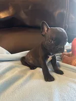 Teeny, a female Boston Terrier and French Bulldog for sale in Frankfort, IN – 6 of 9