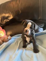 Butterball , a male Boston Terrier and French Bulldog for sale in Frankfort, IN – 1 of 9