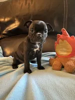 Ella, a female Boston Terrier and French Bulldog for sale in Frankfort, IN – 4 of 9