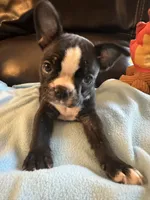 Sophie, a female Boston Terrier and French Bulldog for sale in Frankfort, IN – 3 of 9
