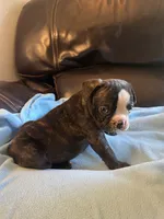 Butterball , a male Boston Terrier and French Bulldog for sale in Frankfort, IN – 4 of 9