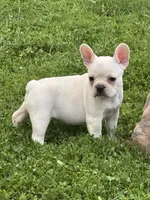Polar Pup, a female French Bulldog and Frenchton for sale in Frankfort, IN – 4 of 6