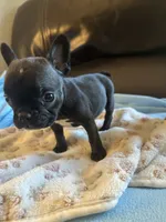 Teeny, a female Boston Terrier and French Bulldog for sale in Frankfort, IN – 4 of 9