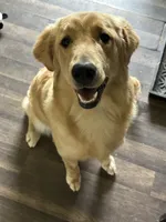 Penny, a female Golden Retriever for sale in Frankfort, IN – 2 of 4