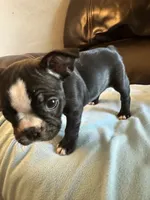 Sophie, a female Boston Terrier and French Bulldog for sale in Frankfort, IN – 7 of 9