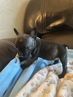 Teeny, a female Boston Terrier and French Bulldog for sale in Frankfort, IN – 7 of 9