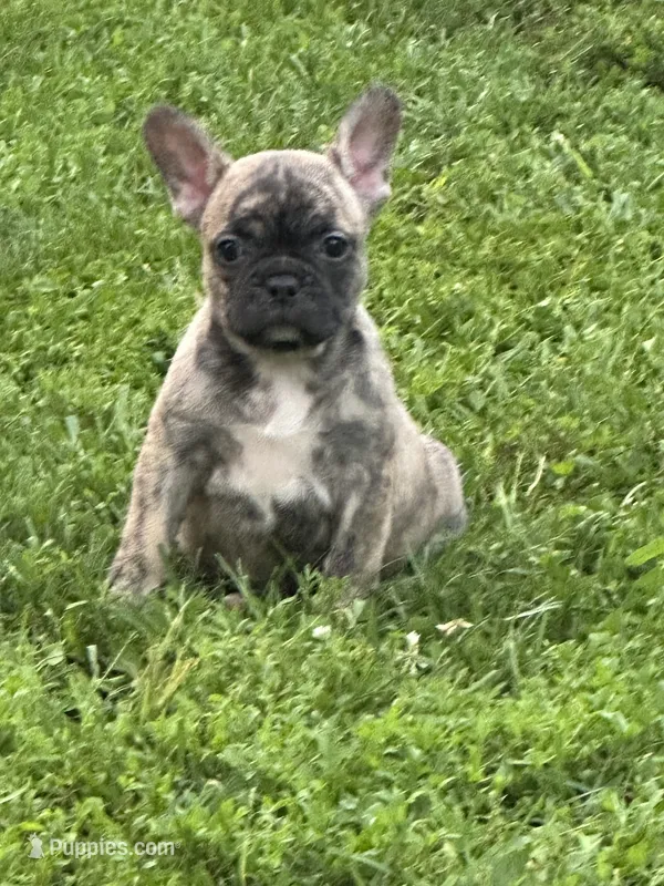 Cocoa – French Bulldog, Frenchton puppy for sale in Frankfort, IN