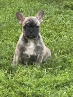 Cocoa, a female French Bulldog and Frenchton for sale in Frankfort, IN – 1 of 7