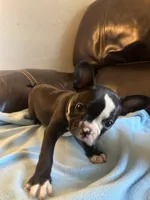 Georgia , a female Boston Terrier and French Bulldog for sale in Frankfort, IN – 2 of 9