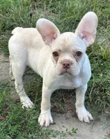 Lilly, a female French Bulldog and Frenchton for sale in Frankfort, IN – 3 of 8
