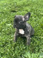 Izzy, a female French Bulldog and Frenchton for sale in Frankfort, IN – 2 of 7