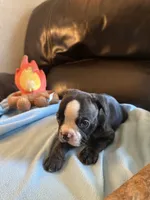 Butterball , a male Boston Terrier and French Bulldog for sale in Frankfort, IN – 3 of 9