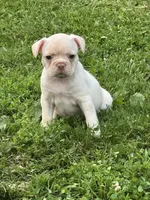 Becky, a female French Bulldog and Frenchton for sale in Frankfort, IN – 3 of 6