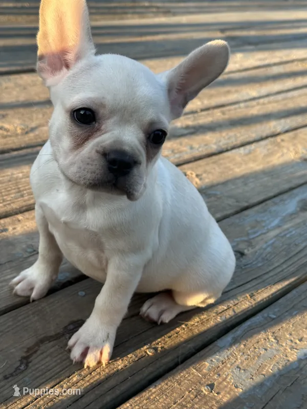 Poppy – French Bulldog, Frenchton puppy for sale in Frankfort, IN