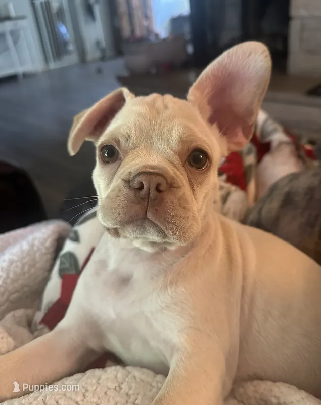 Lilly – French Bulldog, Frenchton puppy for sale in Frankfort, IN