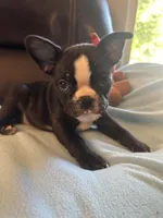 Sophie, a female Boston Terrier and French Bulldog for sale in Frankfort, IN – 2 of 9