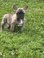 Cocoa, a female French Bulldog and Frenchton for sale in Frankfort, IN – 3 of 7