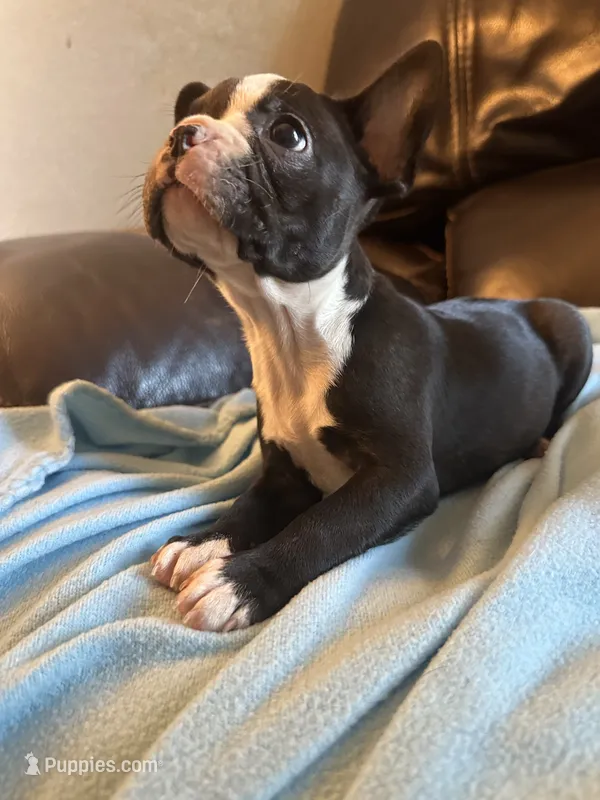 Georgia , a female Boston Terrier and French Bulldog for sale in Frankfort, IN – 1 of 9