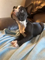 Georgia , a female Boston Terrier and French Bulldog for sale in Frankfort, IN – 1 of 9