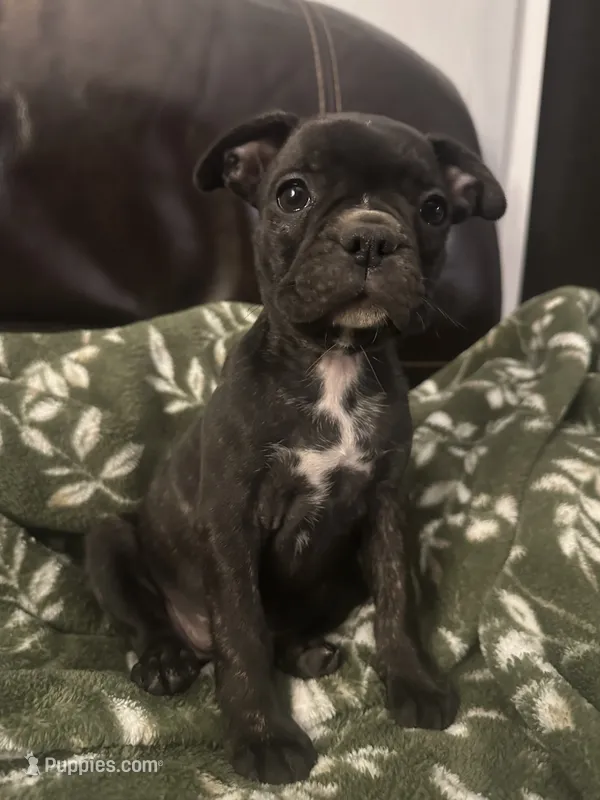 Ella – Boston Terrier, French Bulldog puppy for sale in Frankfort, IN