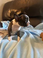 Ava, a female Boston Terrier and French Bulldog for sale in Frankfort, IN – 7 of 9