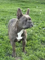 Sophie, a female Boston Terrier and French Bulldog for sale in Frankfort, IN – 9 of 9