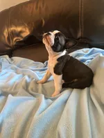 Savanna, a female Boston Terrier and French Bulldog for sale in Frankfort, IN – 4 of 9