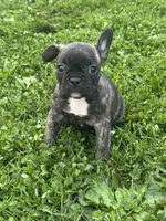 Izzy, a female French Bulldog and Frenchton for sale in Frankfort, IN – 4 of 7
