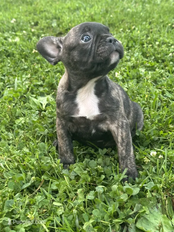 Izzy – French Bulldog, Frenchton puppy for sale in Frankfort, IN