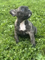 Izzy, a female French Bulldog and Frenchton for sale in Frankfort, IN – 1 of 7