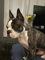 Ella, a female Boston Terrier and French Bulldog for sale in Frankfort, IN – 8 of 9