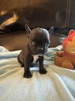 Teeny, a female Boston Terrier and French Bulldog for sale in Frankfort, IN – 2 of 9