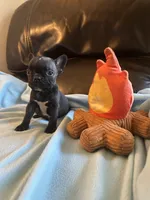 Teeny, a female Boston Terrier and French Bulldog for sale in Frankfort, IN – 3 of 9