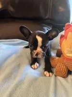 Georgia , a female Boston Terrier and French Bulldog for sale in Frankfort, IN – 6 of 9