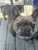 Ella, a female Boston Terrier and French Bulldog for sale in Frankfort, IN – 9 of 9