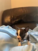 Ava, a female Boston Terrier and French Bulldog for sale in Frankfort, IN – 2 of 9