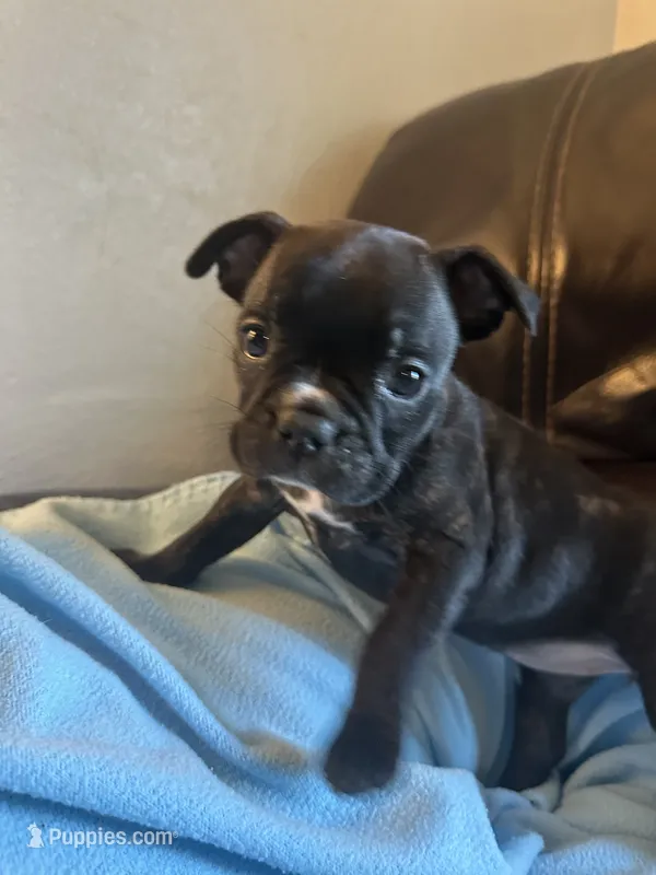 Ella – Boston Terrier, French Bulldog puppy for sale in Frankfort, IN