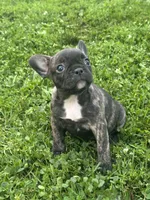 Izzy, a female French Bulldog and Frenchton for sale in Frankfort, IN – 3 of 7