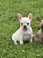 Polar Pup, a female French Bulldog and Frenchton for sale in Frankfort, IN – 2 of 6