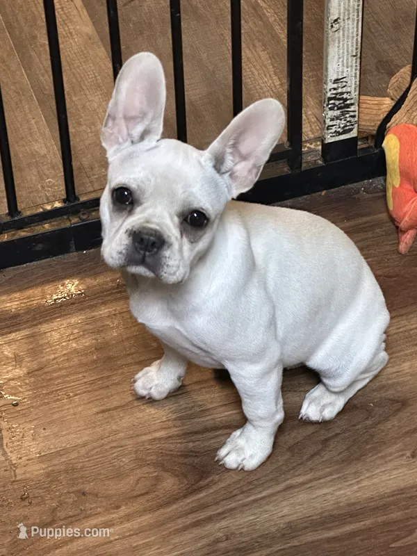 Poppy – French Bulldog, Frenchton puppy for sale in Frankfort, IN
