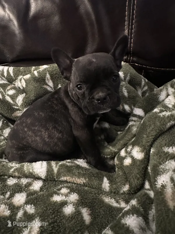 Teeny – Boston Terrier, French Bulldog puppy for sale in Frankfort, IN