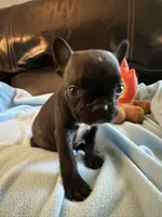 Teeny, a female Boston Terrier and French Bulldog for sale in Frankfort, IN – 1 of 9