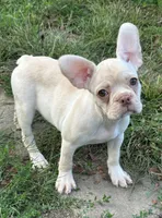 Lilly, a female French Bulldog and Frenchton for sale in Frankfort, IN – 4 of 8