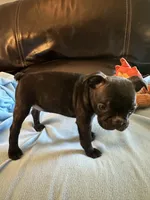 Ella, a female Boston Terrier and French Bulldog for sale in Frankfort, IN – 3 of 9