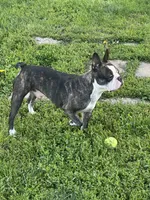 Cocoa, a female French Bulldog and Frenchton for sale in Frankfort, IN – 6 of 7