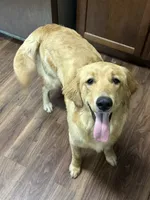 Penny, a female Golden Retriever for sale in Frankfort, IN – 3 of 4