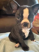 Sophie, a female Boston Terrier and French Bulldog for sale in Frankfort, IN – 1 of 9