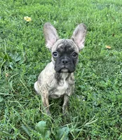 Cocoa, a female French Bulldog and Frenchton for sale in Frankfort, IN – 4 of 7