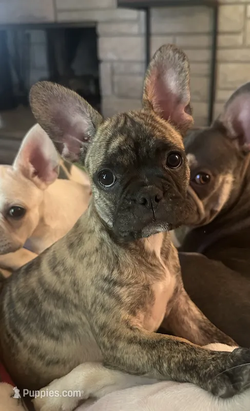 Cocoa – French Bulldog, Frenchton puppy on hold in Frankfort, IN